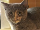 [picture of Kiara, a Russian Blue Blue tortie cat]