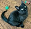A picture of #ET04050: Chupchick a Domestic Medium Hair black/brown