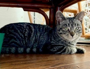 [picture of Toby, a Domestic Short Hair brown tabby cat]