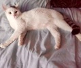 [picture of Loki, a Turkish Van Mix white cat]