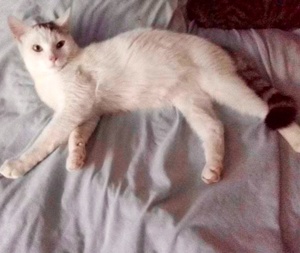 [picture of Loki, a Turkish Van Mix white cat]