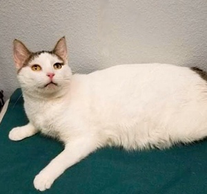 [another picture of Gia, a Turkish Van Mix white\ cat] 