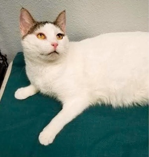 [picture of Gia, a Turkish Van Mix white\ cat] 