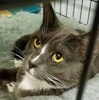 A picture of #ET04054: Rio a Domestic Short Hair blue/white