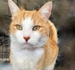 A picture of #ET04056: Nelson a Domestic Short Hair orange/white
