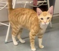 A picture of #ET04057: Odie a Domestic Short Hair orange/white