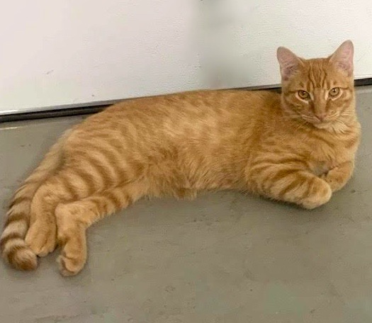[picture of Garfield, a Domestic Short Hair orange\ cat] 