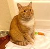 A picture of #ET04059: Pickles a Domestic Short Hair orange/white