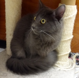 [picture of Kovo, a Russian Blue Blue cat]