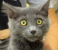 [picture of Kovo, a Russian Blue Blue cat]