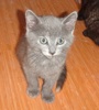 [picture of Kovo, a Russian Blue Blue cat]