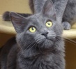 [picture of Kovo, a Russian Blue Blue cat]