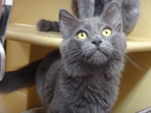 [picture of Kovo, a Russian Blue Blue cat]