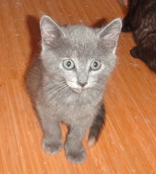 [picture of Kovo, a Russian Blue Blue\ cat] 