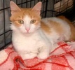 A picture of #ET04061: Cheese a Domestic Medium Hair orange/white