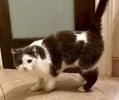 A picture of #ET04062: Katie a Domestic Short Hair white/blue