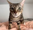 A picture of #ET04063: Libi a Domestic Short Hair brown tabby