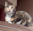 A picture of #ET04064: Astrid a Domestic Short Hair calico