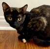 A picture of #ET04065: Suzy a Domestic Short Hair tortie