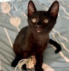 A picture of #ET04067: Wesley a Domestic Short Hair black