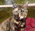 A picture of #ET04068: Sabi a Domestic Short Hair tortie