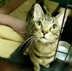 A picture of #ET04069: Tommy a Domestic Short Hair brown tabby