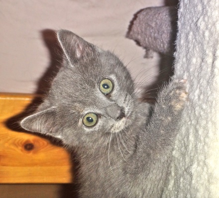 [picture of Nala, a Russian Blue Blue cream\ cat] 