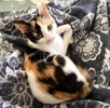 A picture of #ET04070: Jenny Lee a Domestic Short Hair calico