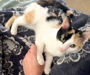 [another picture of Jenny Lee, a Domestic Short Hair calico\ cat] 