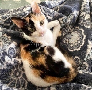 [picture of Jenny Lee, a Domestic Short Hair calico\ cat] 