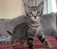 A picture of #ET04071: Carter a Domestic Short Hair brown tabby