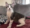 A picture of #ET04072: Porter a Domestic Short Hair brown tabby/white