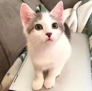 [picture of Precious, a Turkish Van Mix white/silver\ cat] 
