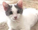 A picture of #ET04074: Sweet Pea a Turkish Van Mix white/silver