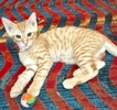 A picture of #ET04075: Tiger Tot a Domestic Short Hair orange