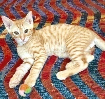 [picture of Tiger Tot, a Domestic Short Hair orange\ cat] 