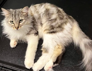 [picture of MamaFluff, a Ragdoll gray/white cat]