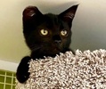 A picture of #ET04079: Sweet Kiwi a Domestic Short Hair black