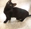 [picture of Sweet Kiwi, a Domestic Short Hair black cat]