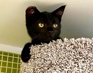 [picture of Sweet Kiwi, a Domestic Short Hair black\ cat] 