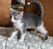[picture of Roger, a Domestic Short Hair silver tabby/white cat]