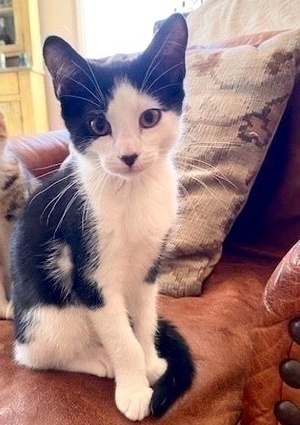 [another picture of Francis, a Domestic Short Hair black/white\ cat] 