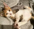A picture of #ET04084: Venus a Hemingway Polydactyl calico