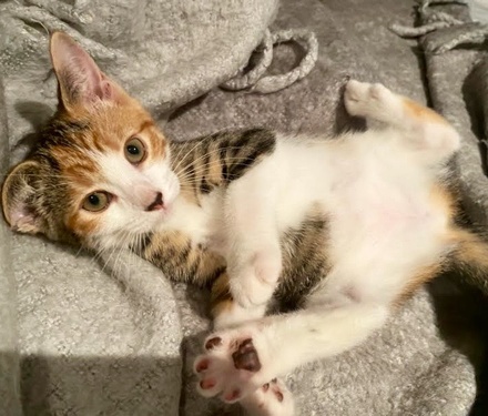 [picture of Venus, a Hemingway Polydactyl calico\ cat] 