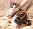 A picture of #ET04085: Serina a Hemingway Polydactyl calico