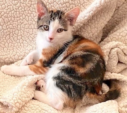 [picture of Serina, a Hemingway Polydactyl calico\ cat] 