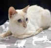 A picture of #ET04087: Curtis a Siamese flame point