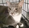 A picture of #ET04088: Stephan a Domestic Medium Hair gray