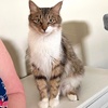 A picture of #ET04090: Kitkat a Domestic Long Hair tabby/white