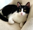 A picture of #ET04095: Willemina a Domestic Short Hair black/white